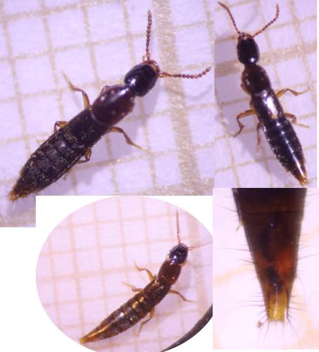 Réf. 318 774 : Othius subuliformis